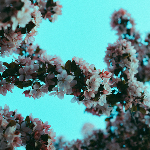 久久精品三级视频
